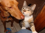 honden foto van Mikkie