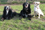 honden foto honden foto van ratjepetatje
