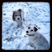 honden foto van Diane Dijkgraaf