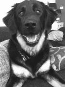 honden foto van jolanda