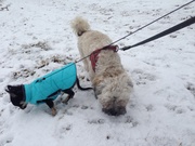 honden foto van Chantal