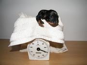 honden foto van Hella