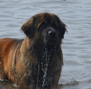 honden foto van cindy de koning