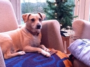 honden foto van Marijke