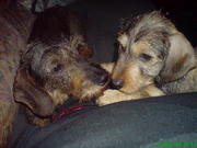 honden foto honden foto van Lilian Rooijackers