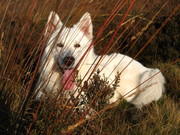 honden foto van Genius