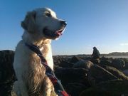 honden foto honden foto van veronique