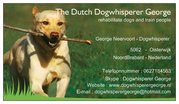 honden foto van dogwhisperergeorge