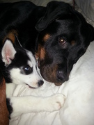 honden foto van nicole