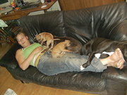 honden foto van kipje