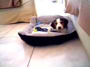 honden foto honden foto van Jessamyn