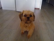 honden foto honden foto van nieky