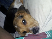 honden foto van Stephanie