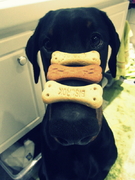 honden foto van brandy