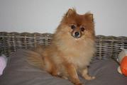 honden foto van chantal
