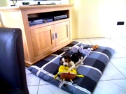 honden foto van Jente