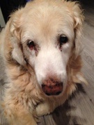 honden foto van Dolores