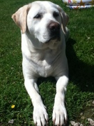 honden foto van Anke