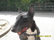 honden foto van romy