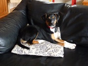 honden foto van frans van der Zee