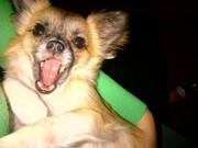 honden foto van Zoë & Chi