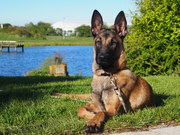 honden foto van Sita