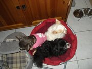 honden foto honden foto van geerttollebeek@telenet.be