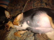 honden foto honden foto van Kirsten