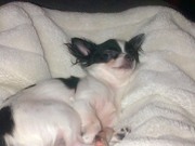 honden foto van April 