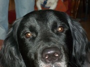 honden foto van emke van de wouw