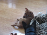 honden foto van Anna Maria