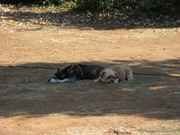 honden foto van Henk