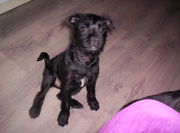 honden foto van Ellen