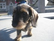 honden foto van Leendert