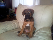 honden foto honden foto van leen