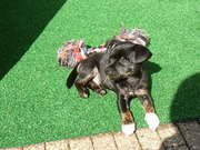 honden foto van carola