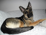 honden foto van Pascal van der Tonnekreek