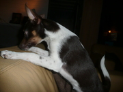 honden foto van Tom Kooremans