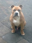 honden foto van anne