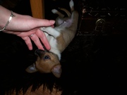 honden foto van Nathalie