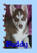 honden foto van Buddy