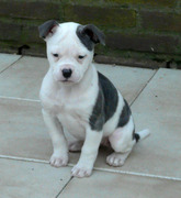 honden foto honden foto van Cindy