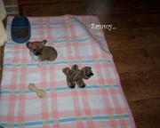 honden foto van Nathalie