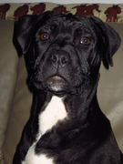 honden foto van Gerard Verdoes
