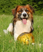 honden foto van Marleen