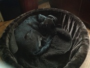 honden foto van Jesvlo