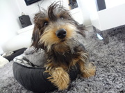 honden foto van barbara