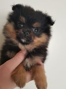 honden foto honden foto van Veronique