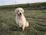 honden foto van lijnie