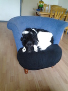 honden foto van Roos